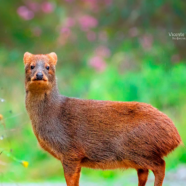 Pudú gana votación ciudadana para secuenciación genética en proyecto 1000 Genomas